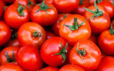 Tomato