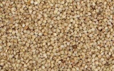 Brown Top Millet (Korle)