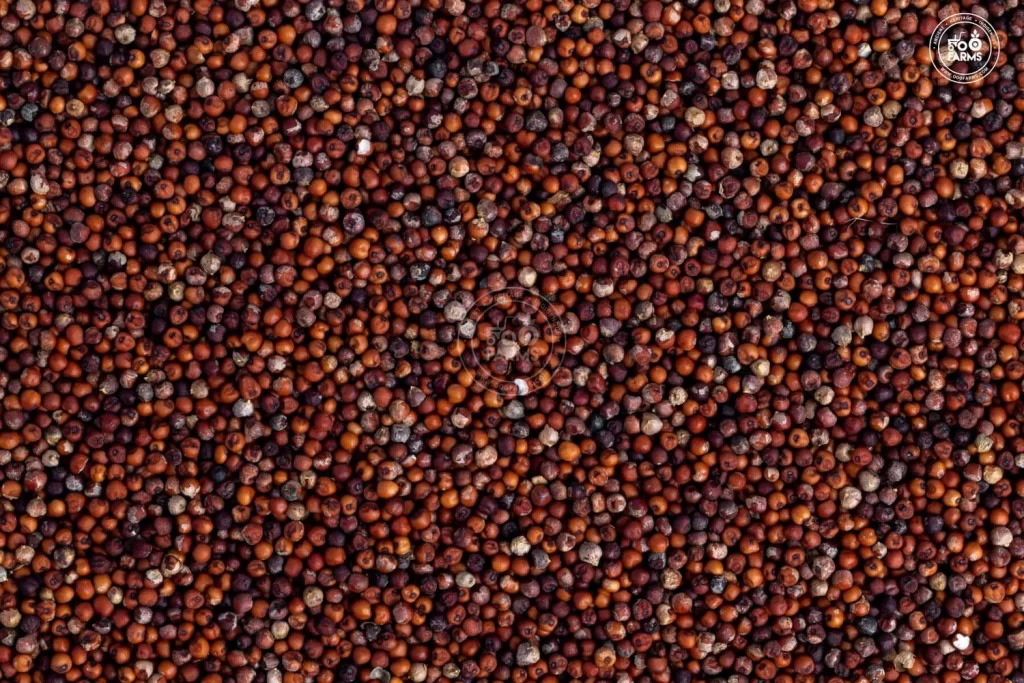 Finger Millet (Ragi)