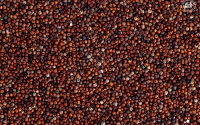Finger Millet (Ragi)