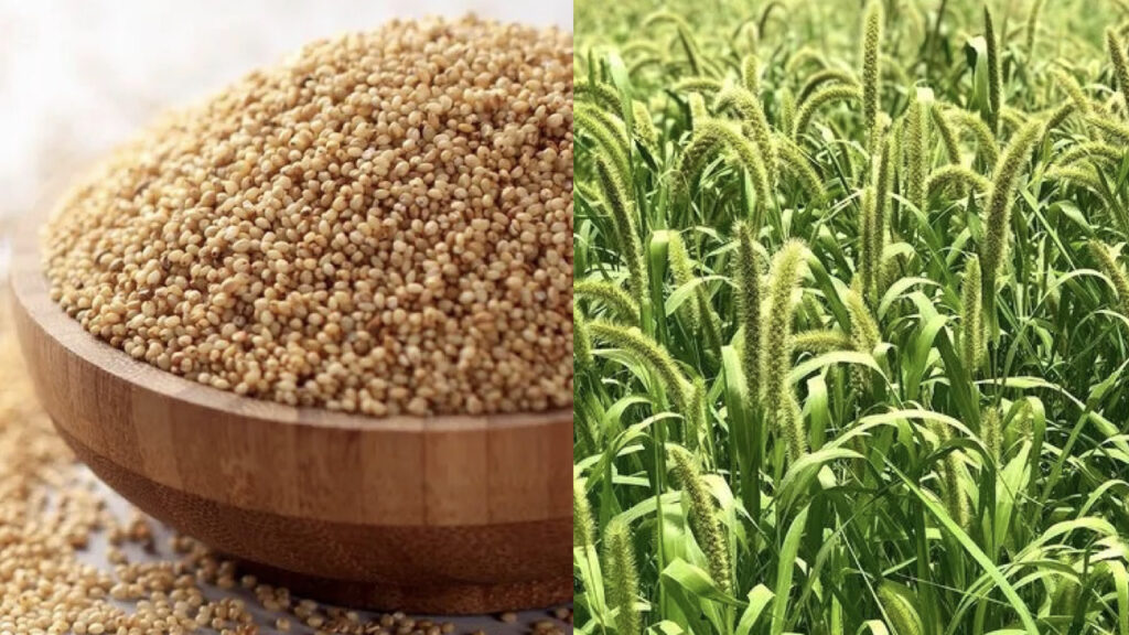 Foxtail Millet (Kakum/Kangni)