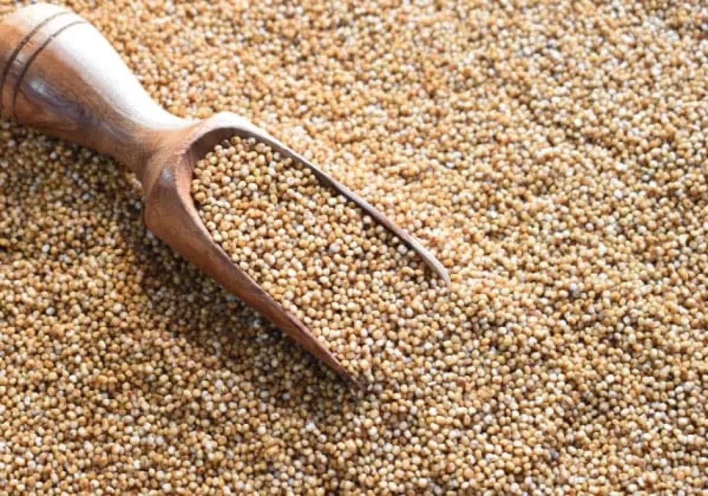 Kodo Millet (Kodra/Varagu)